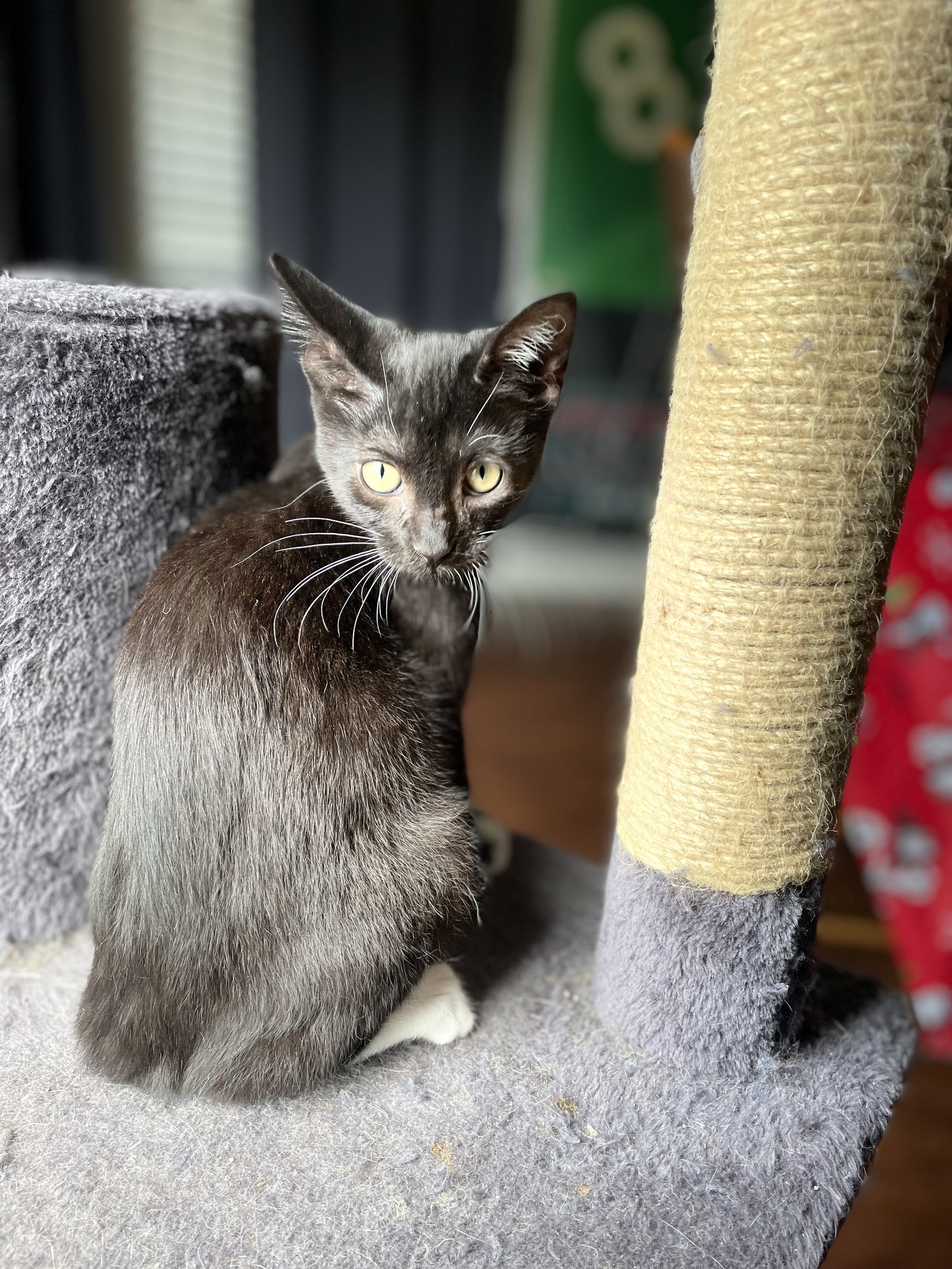 Mochi, an adoptable Tuxedo, Domestic Short Hair in Oxford, MS, 38655 | Photo Image 3