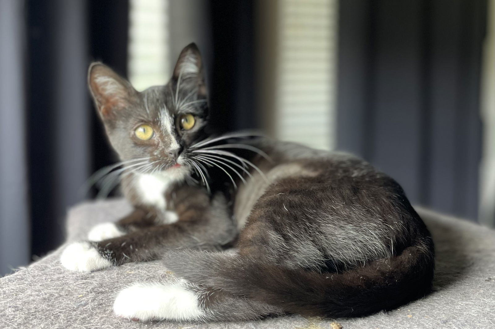 Sushi, an adoptable Tuxedo, Domestic Short Hair in Oxford, MS, 38655 | Photo Image 1