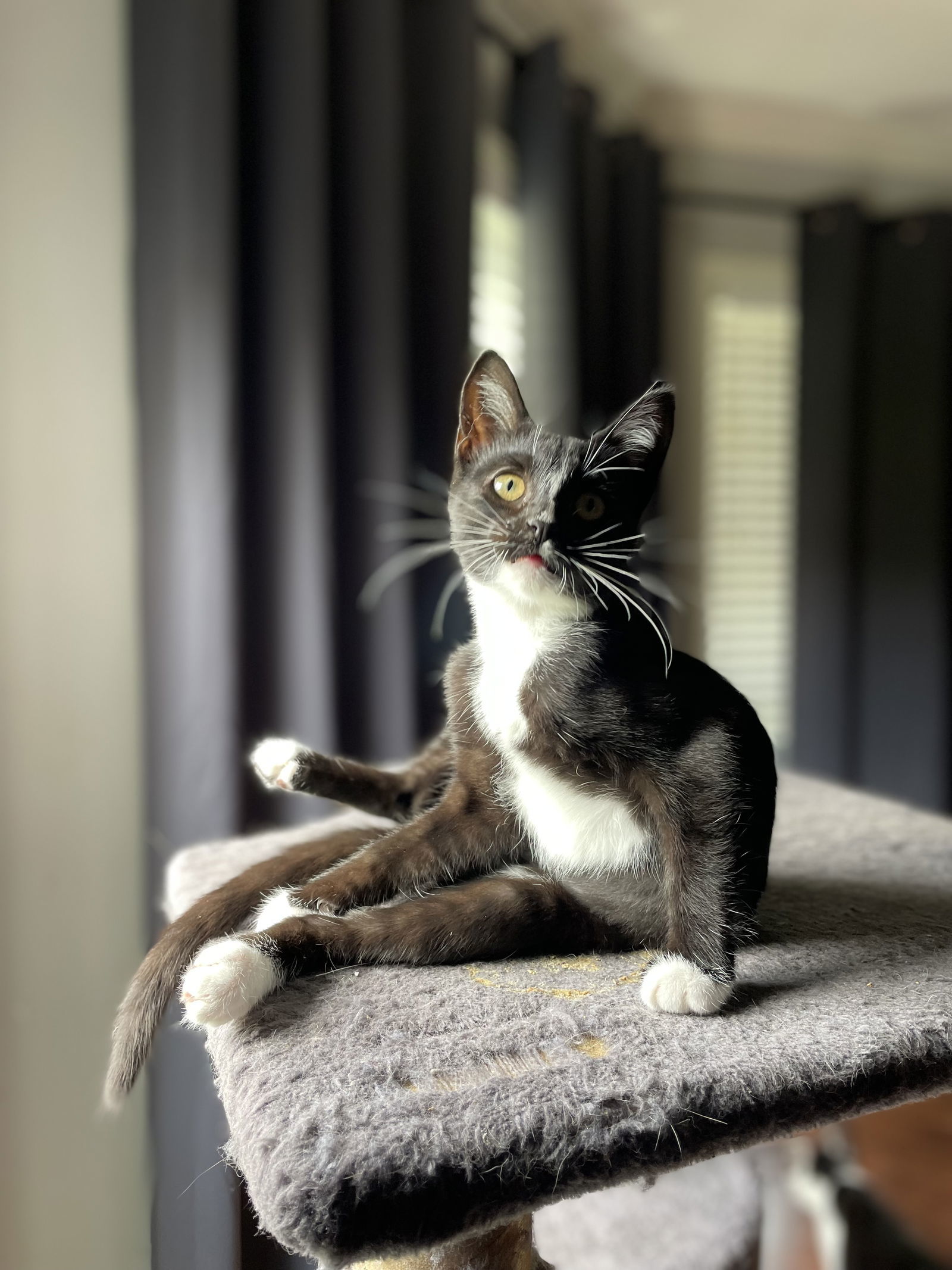 Sushi, an adoptable Tuxedo, Domestic Short Hair in Oxford, MS, 38655 | Photo Image 2