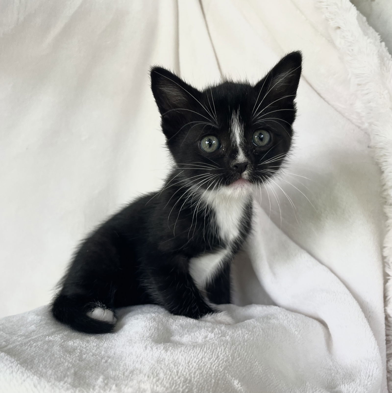 Sushi, an adoptable Tuxedo, Domestic Short Hair in Oxford, MS, 38655 | Photo Image 3