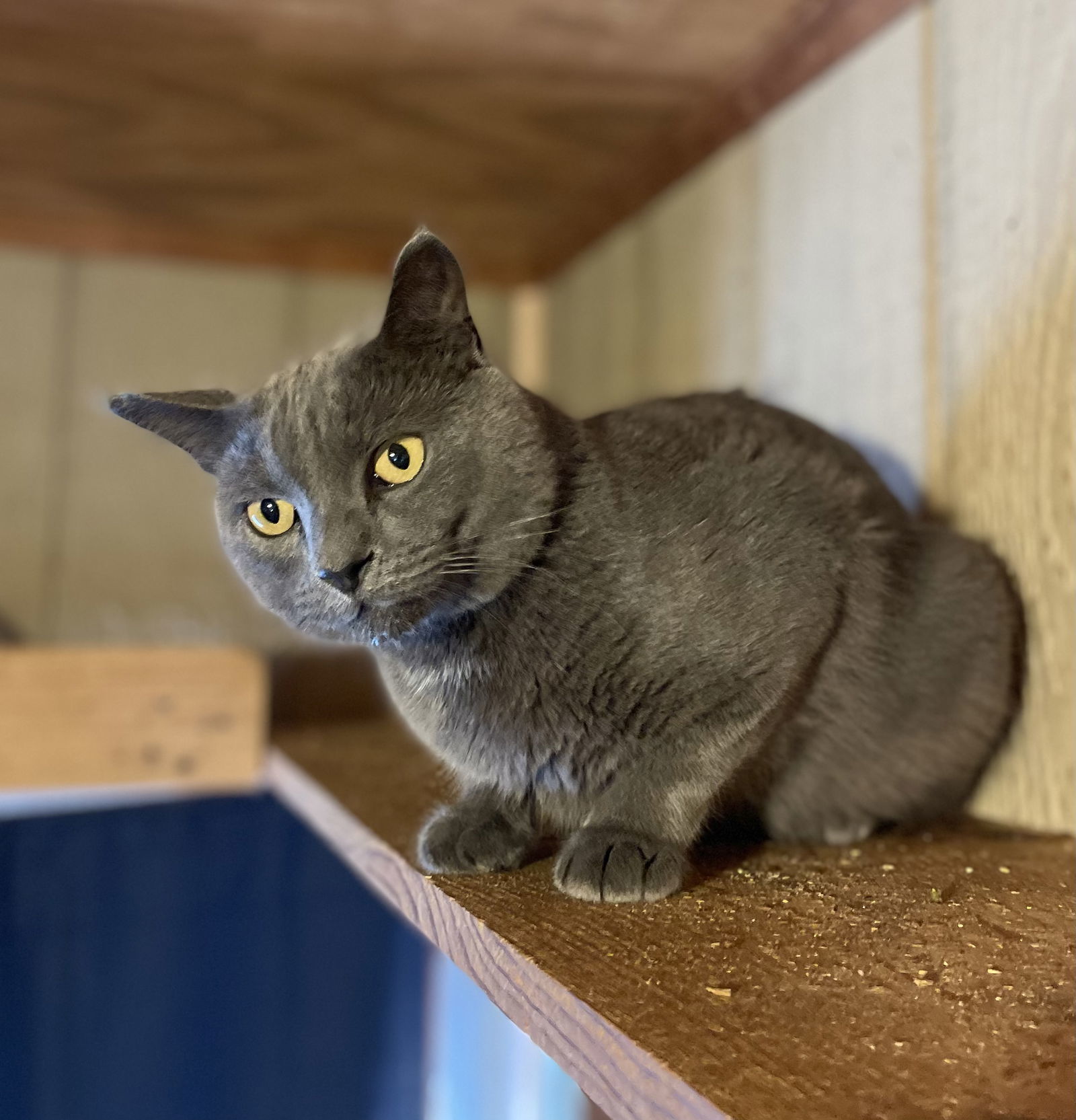 Laskey, an adoptable Russian Blue, Domestic Short Hair in Oxford, MS, 38655 | Photo Image 1