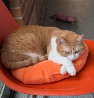 WAFFLES, Adult Female Domestic Short Hair
