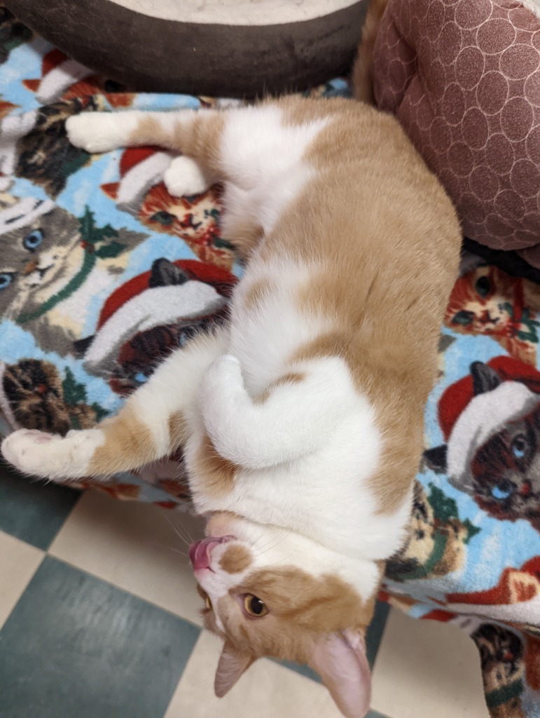 WAFFLES, an adoptable Domestic Short Hair in Muskegon, MI, 49442 | Photo Image 2
