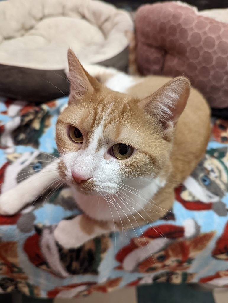 WAFFLES, an adoptable Domestic Short Hair in Muskegon, MI, 49442 | Photo Image 3