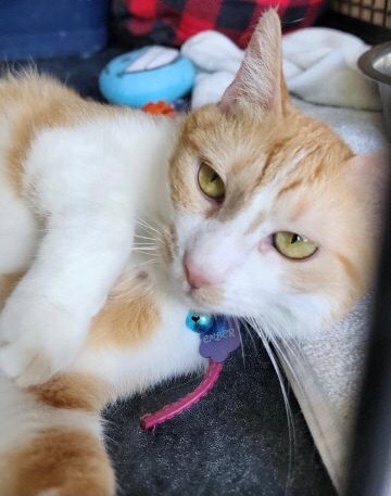 WAFFLES, an adoptable Domestic Short Hair in Muskegon, MI, 49442 | Photo Image 4