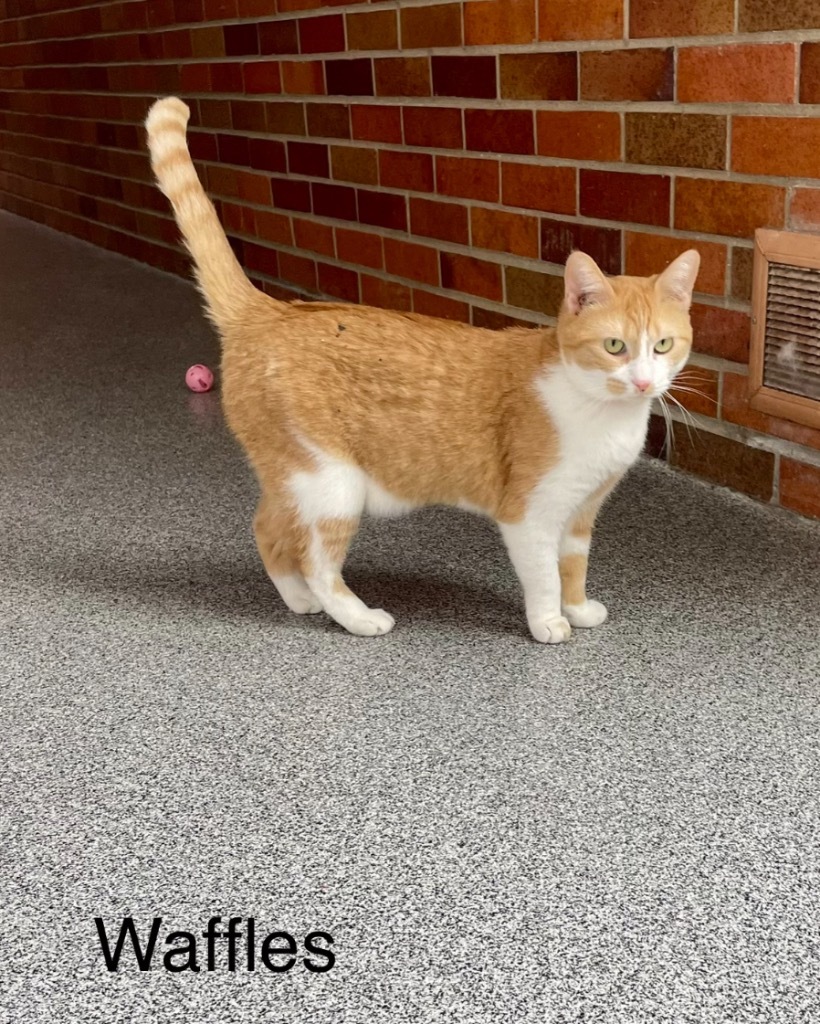 WAFFLES, an adoptable Domestic Short Hair in Muskegon, MI, 49442 | Photo Image 5