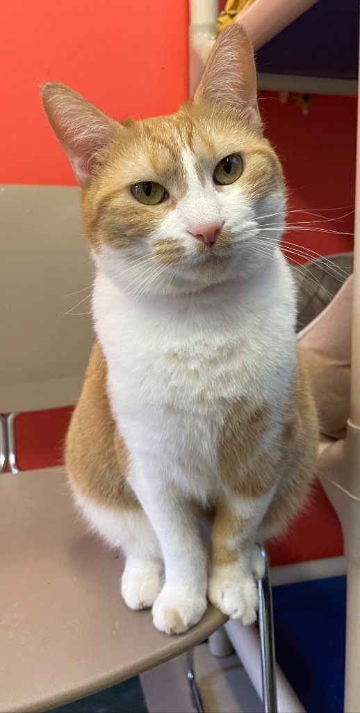 WAFFLES, an adoptable Domestic Short Hair in Muskegon, MI, 49442 | Photo Image 6