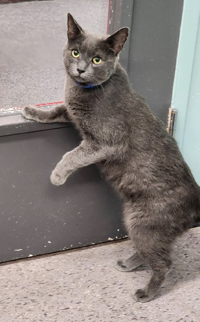 SMOKEY 4, an adoptable Domestic Short Hair in Muskegon, MI, 49442 | Photo Image 1