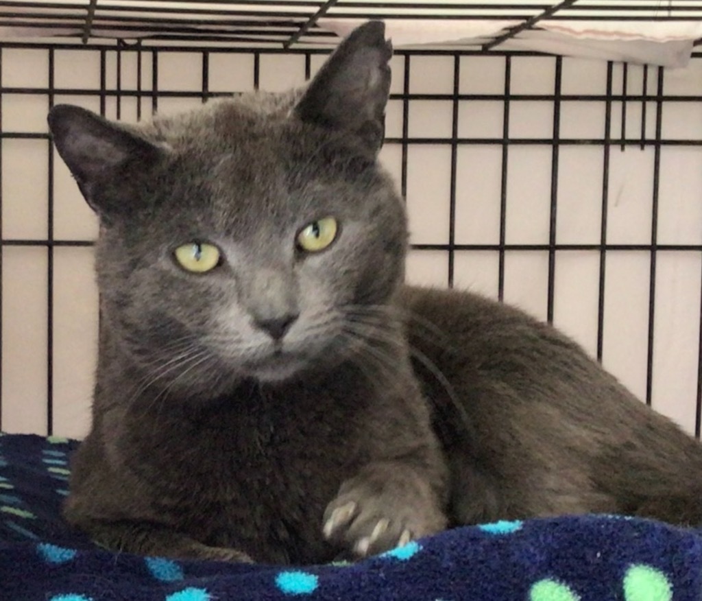 SMOKEY 4, an adoptable Domestic Short Hair in Muskegon, MI, 49442 | Photo Image 2