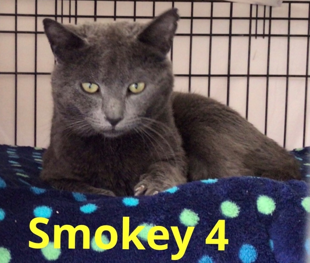SMOKEY 4, an adoptable Domestic Short Hair in Muskegon, MI, 49442 | Photo Image 3