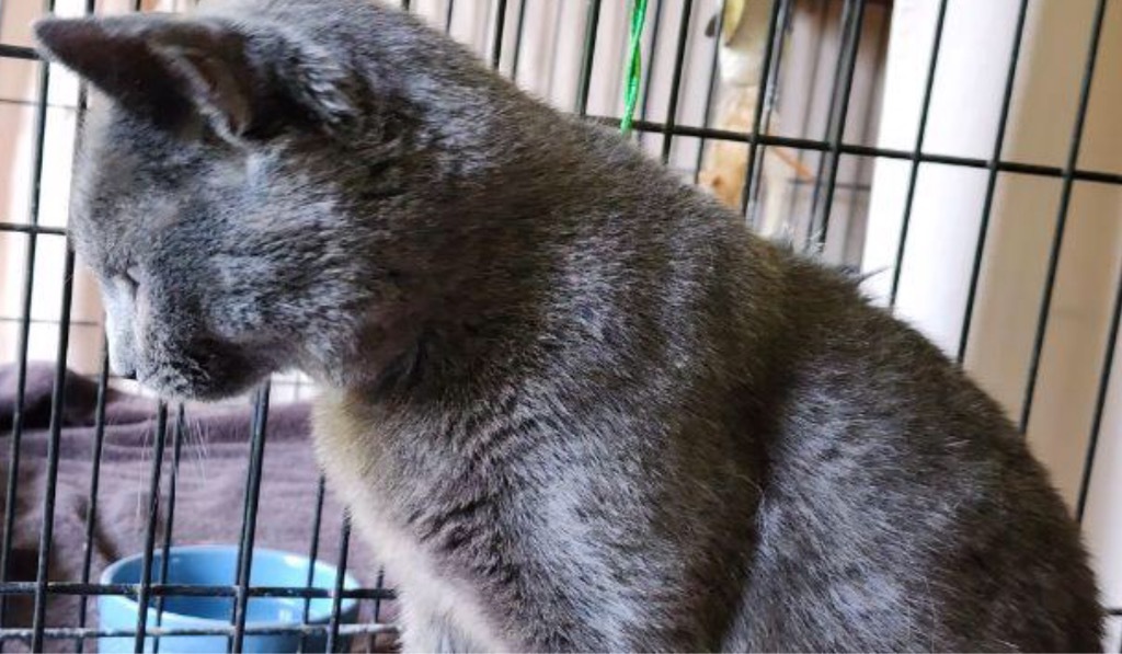 SMOKEY 4, an adoptable Domestic Short Hair in Muskegon, MI, 49442 | Photo Image 4