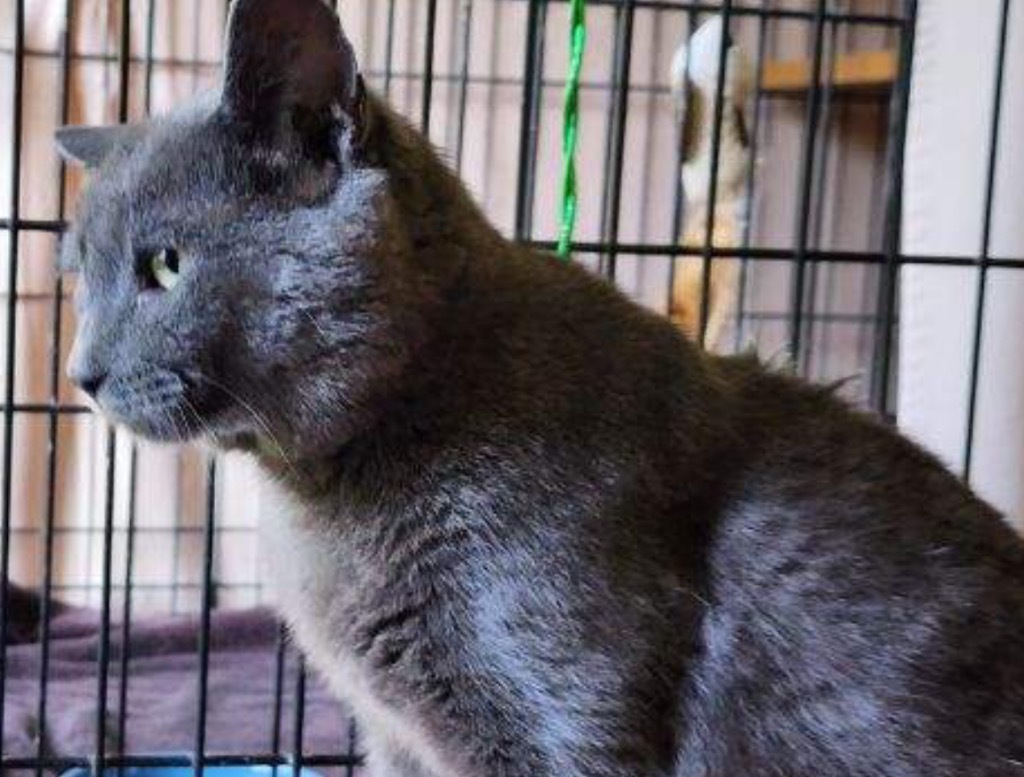 SMOKEY 4, an adoptable Domestic Short Hair in Muskegon, MI, 49442 | Photo Image 5