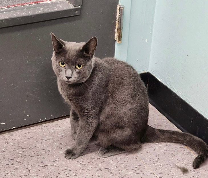 SMOKEY 4, an adoptable Domestic Short Hair in Muskegon, MI, 49442 | Photo Image 6