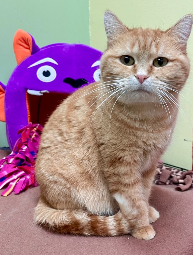 FLOSSIE, an adoptable Domestic Short Hair in Muskegon, MI, 49442 | Photo Image 1
