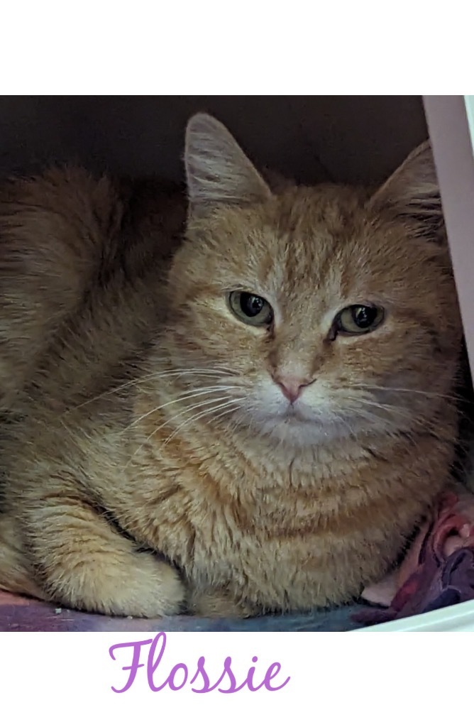 FLOSSIE, an adoptable Domestic Short Hair in Muskegon, MI, 49442 | Photo Image 2