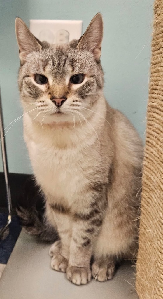 SWEET PEA, an adoptable Domestic Short Hair in Muskegon, MI, 49442 | Photo Image 1