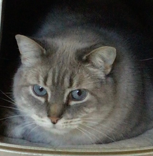 SWEET PEA, an adoptable Domestic Short Hair in Muskegon, MI, 49442 | Photo Image 2