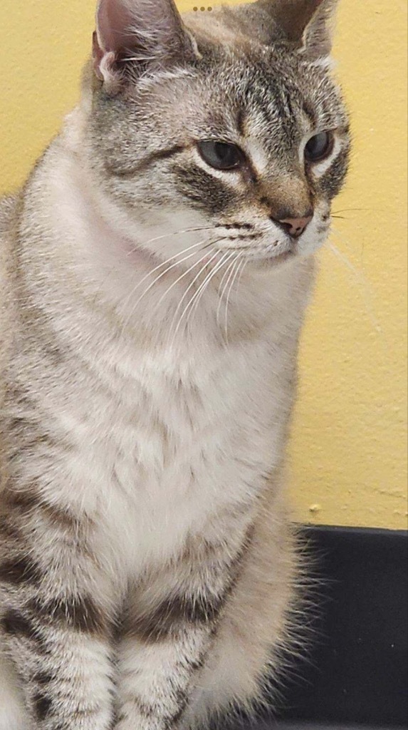 SWEET PEA, an adoptable Domestic Short Hair in Muskegon, MI, 49442 | Photo Image 3