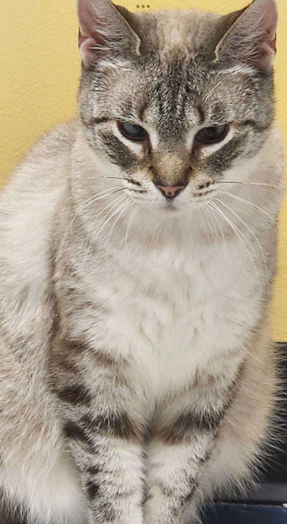SWEET PEA, an adoptable Domestic Short Hair in Muskegon, MI, 49442 | Photo Image 4