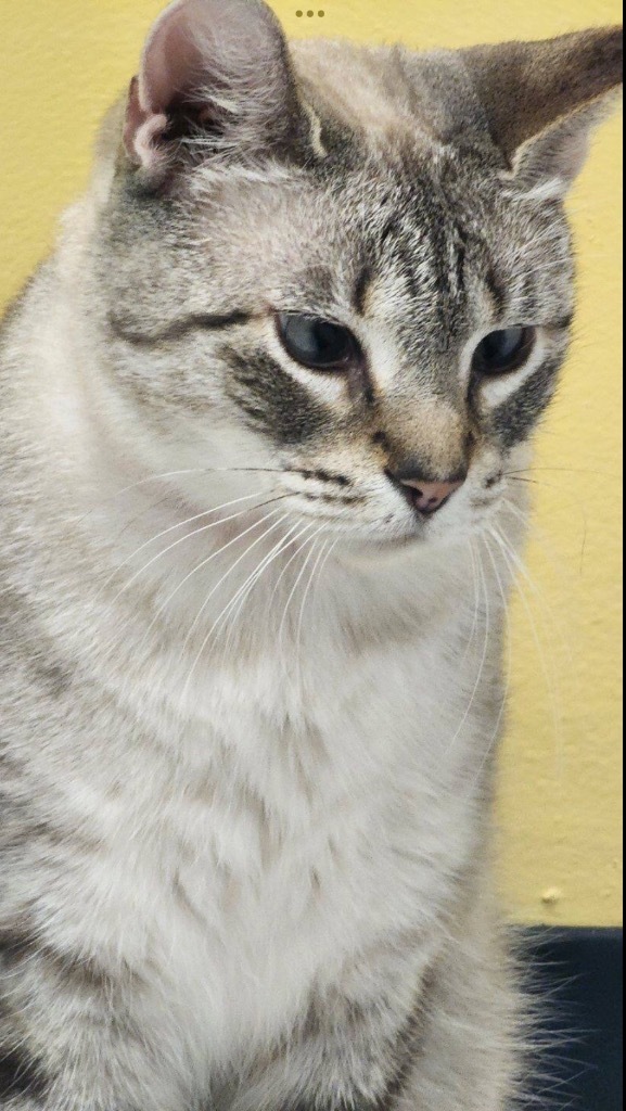 SWEET PEA, an adoptable Domestic Short Hair in Muskegon, MI, 49442 | Photo Image 5