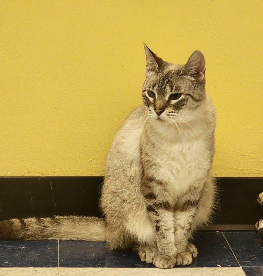 SWEET PEA, an adoptable Domestic Short Hair in Muskegon, MI, 49442 | Photo Image 6