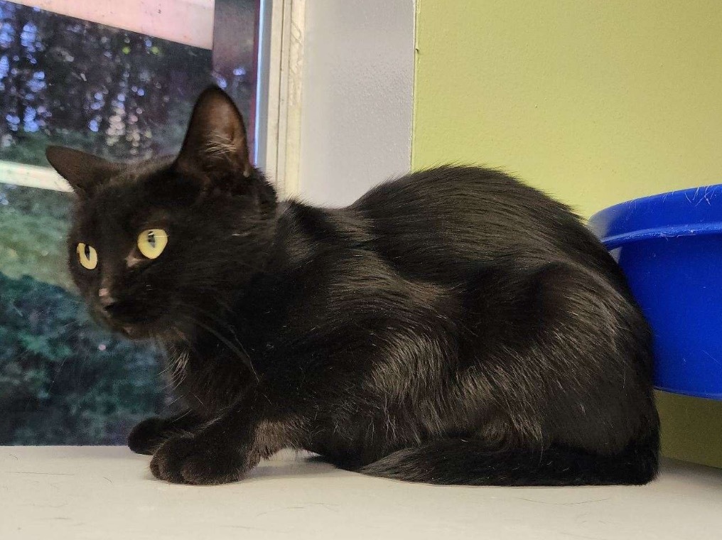 MAEVE, an adoptable Domestic Short Hair in Muskegon, MI, 49442 | Photo Image 3