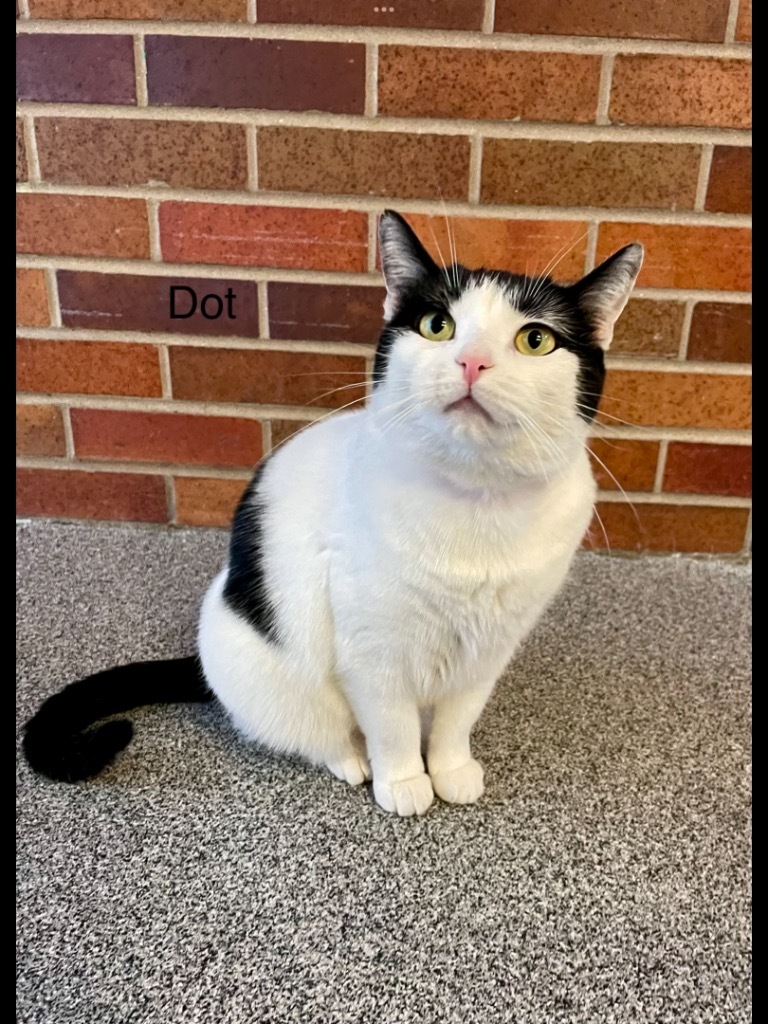 DOT, an adoptable Domestic Short Hair in Muskegon, MI, 49442 | Photo Image 1