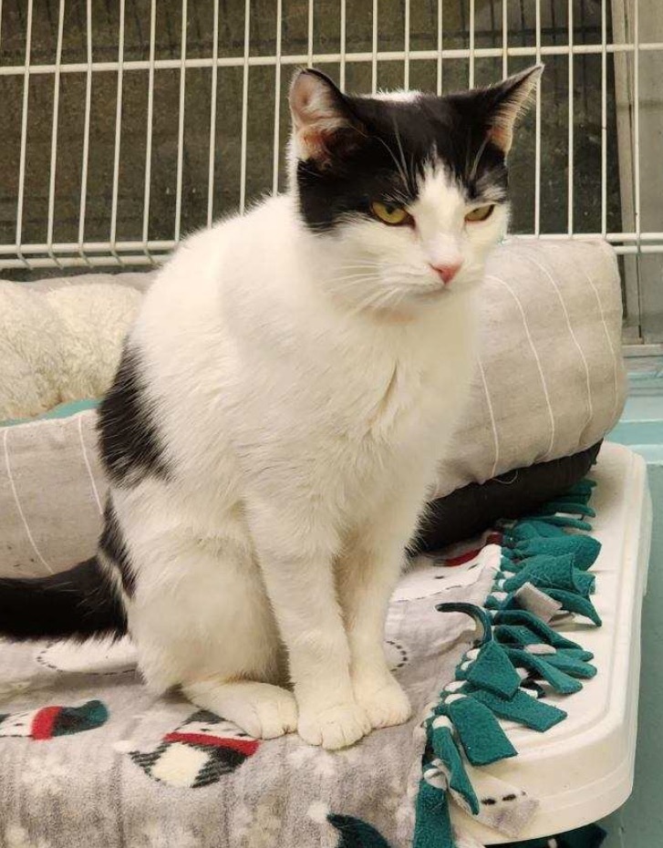 DOT, an adoptable Domestic Short Hair in Muskegon, MI, 49442 | Photo Image 2