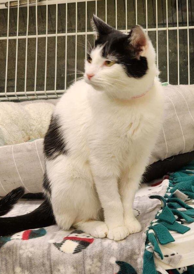 DOT, an adoptable Domestic Short Hair in Muskegon, MI, 49442 | Photo Image 3