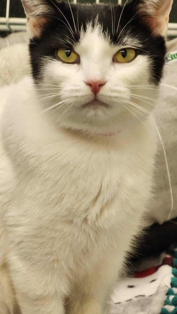 DOT, an adoptable Domestic Short Hair in Muskegon, MI, 49442 | Photo Image 4