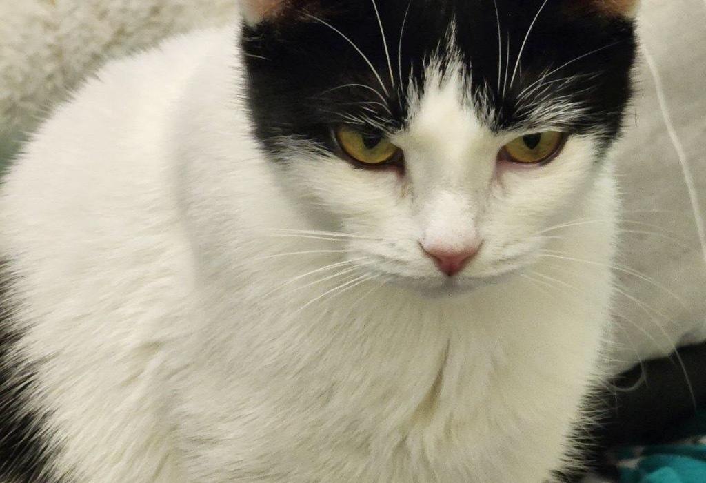 DOT, an adoptable Domestic Short Hair in Muskegon, MI, 49442 | Photo Image 5