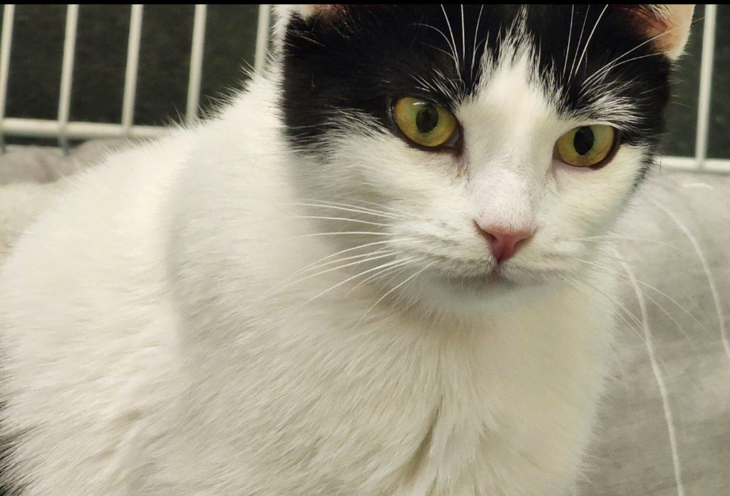 DOT, an adoptable Domestic Short Hair in Muskegon, MI, 49442 | Photo Image 6
