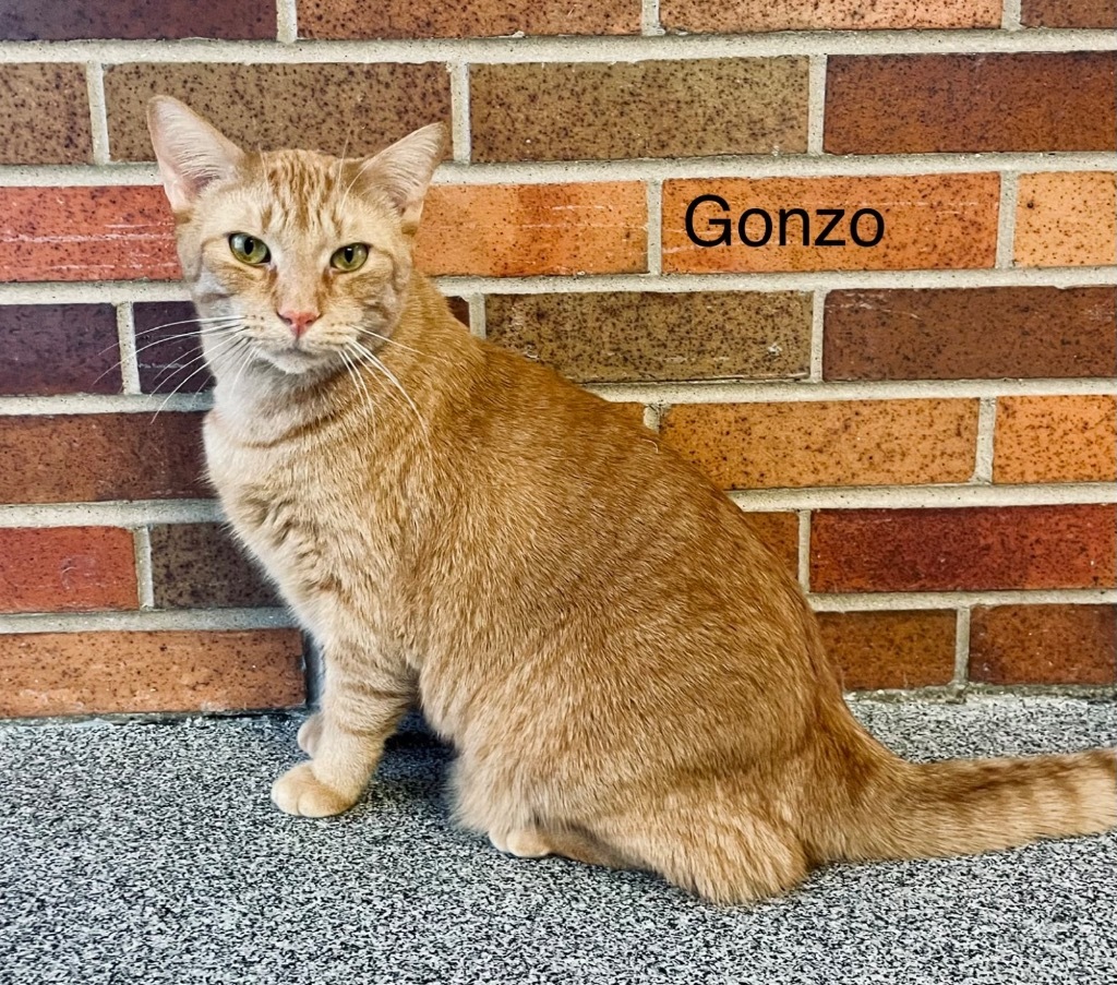 GONZO