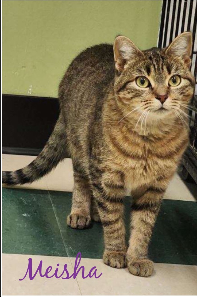 MEISHA, an adoptable Domestic Short Hair in Muskegon, MI, 49442 | Photo Image 1