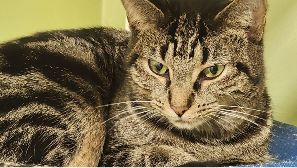 MEISHA, an adoptable Domestic Short Hair in Muskegon, MI, 49442 | Photo Image 2