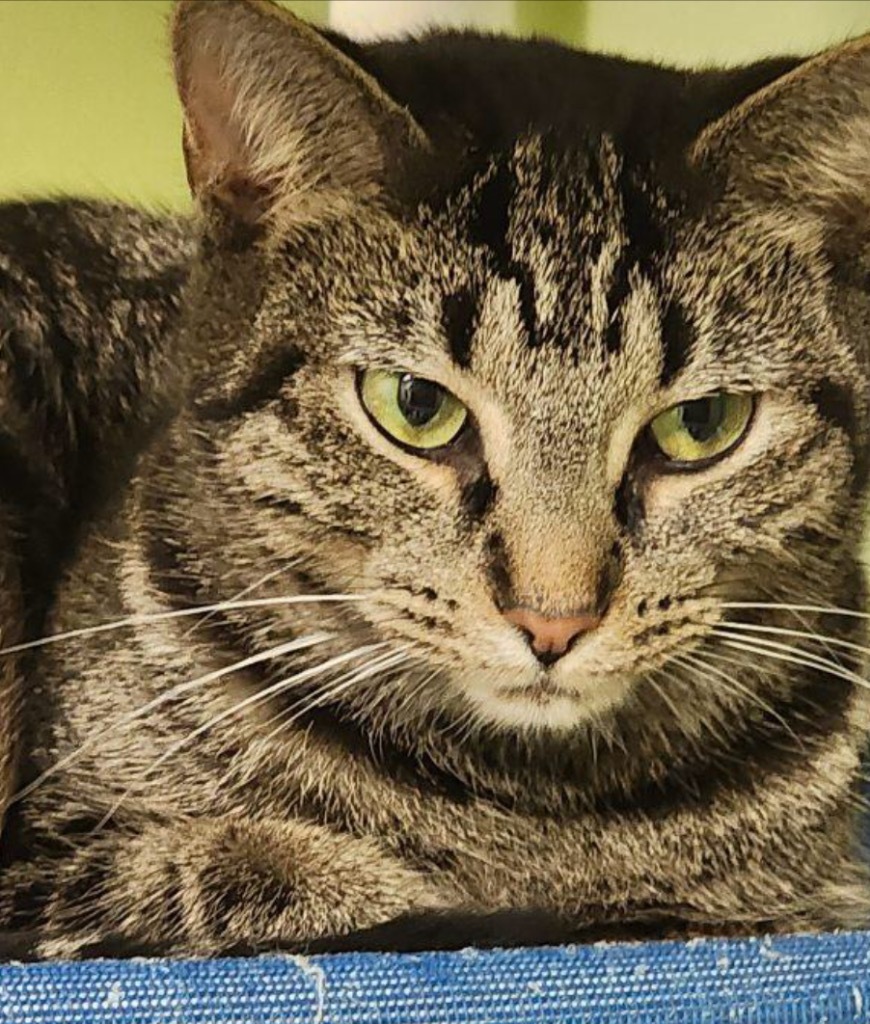 MEISHA, an adoptable Domestic Short Hair in Muskegon, MI, 49442 | Photo Image 3