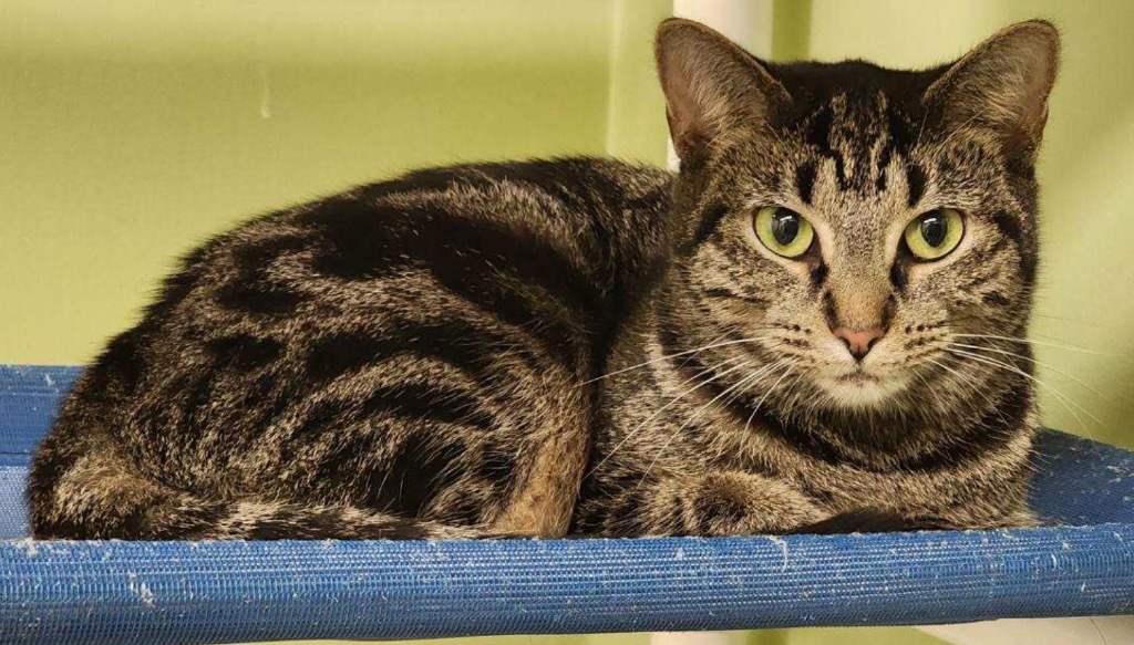 MEISHA, an adoptable Domestic Short Hair in Muskegon, MI, 49442 | Photo Image 4