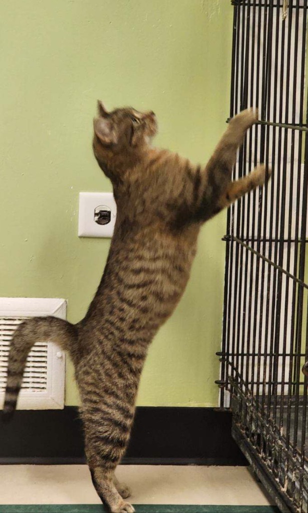 MEISHA, an adoptable Domestic Short Hair in Muskegon, MI, 49442 | Photo Image 6