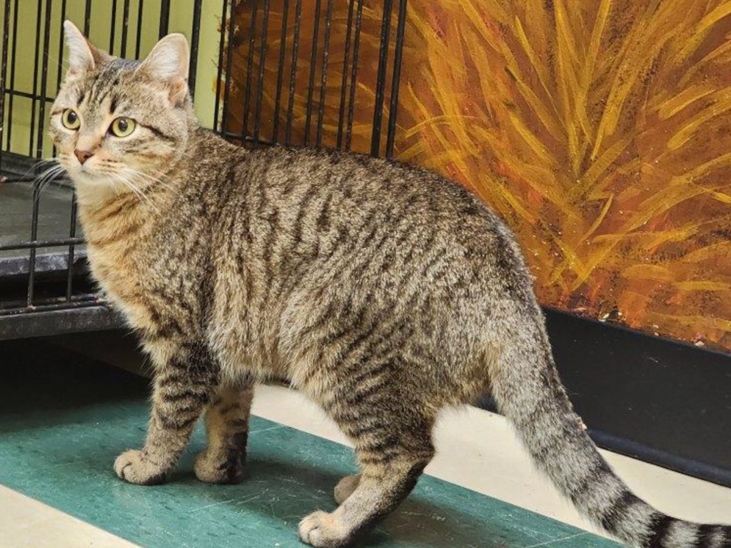 MEISHA, an adoptable Domestic Short Hair in Muskegon, MI, 49442 | Photo Image 6