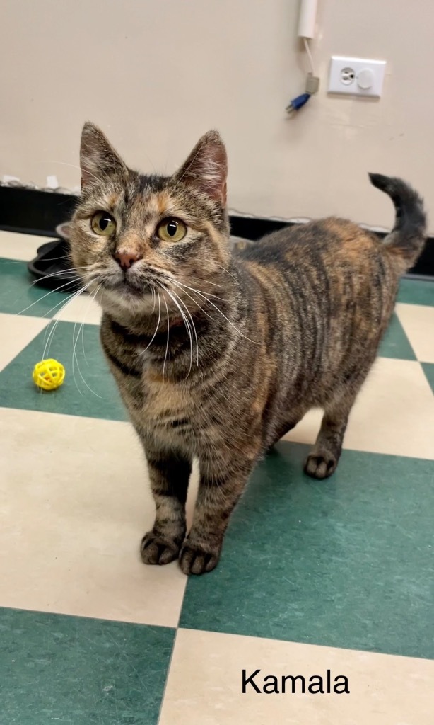 KAMALA, an adoptable Domestic Short Hair in Muskegon, MI, 49442 | Photo Image 1