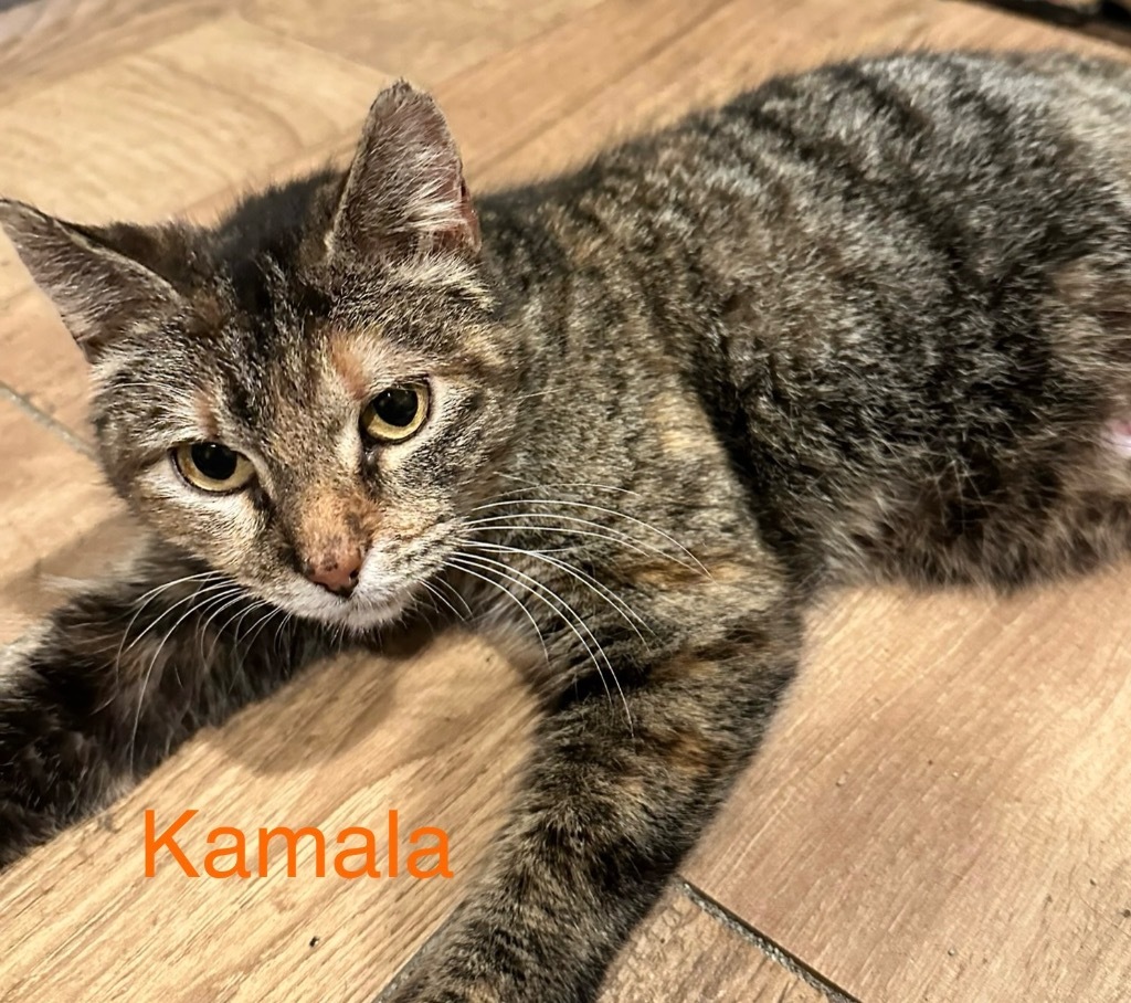 KAMALA, an adoptable Domestic Short Hair in Muskegon, MI, 49442 | Photo Image 2