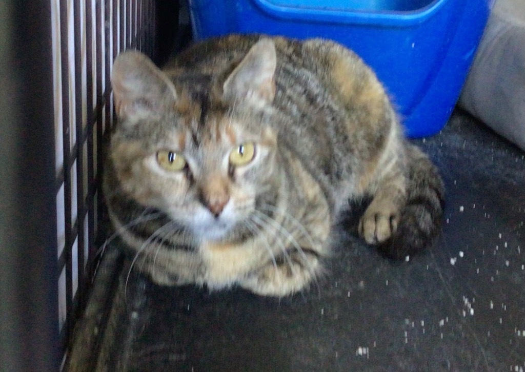 KAMALA, an adoptable Domestic Short Hair in Muskegon, MI, 49442 | Photo Image 3