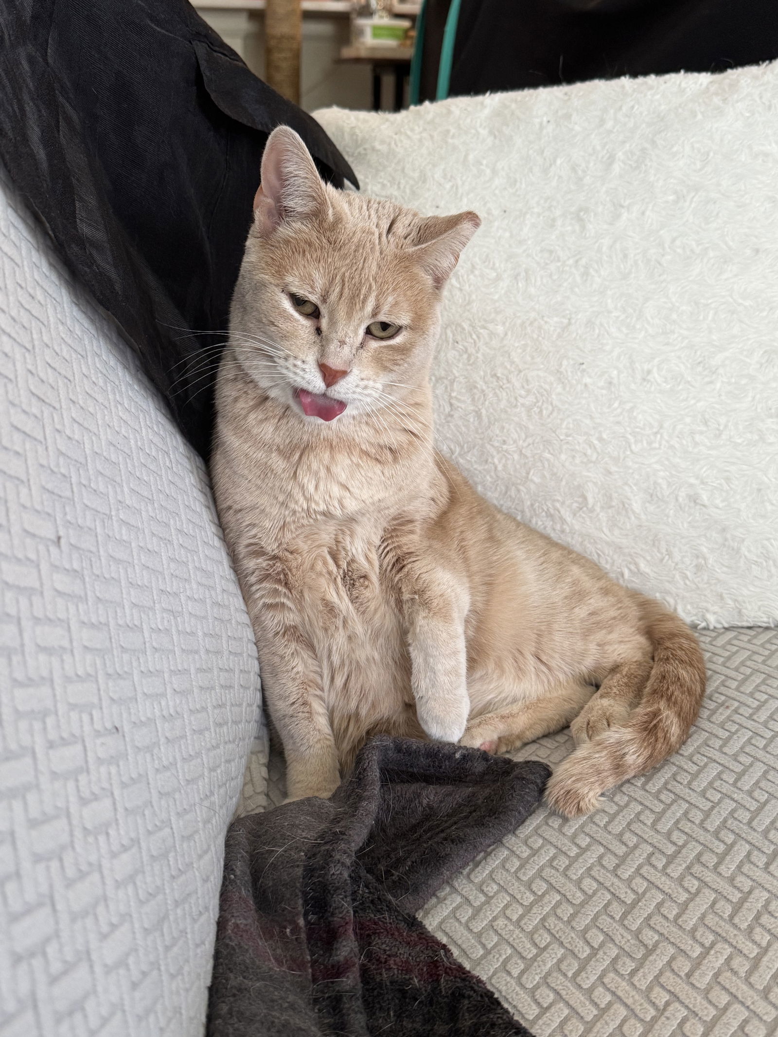 Mimi, an adoptable Domestic Short Hair in Aurora, CO, 80012 | Photo Image 1