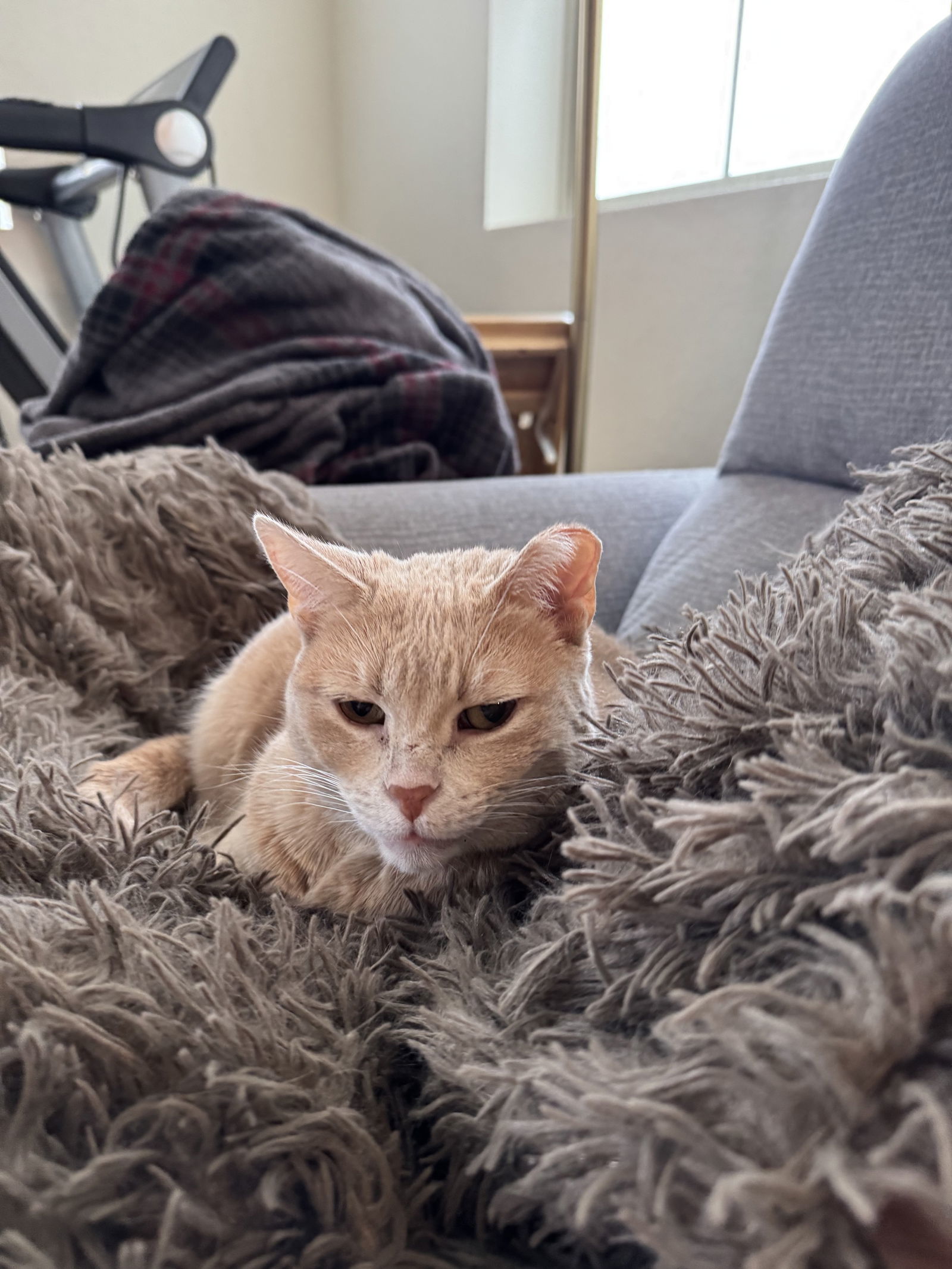 Mimi, an adoptable Domestic Short Hair in Aurora, CO, 80012 | Photo Image 2