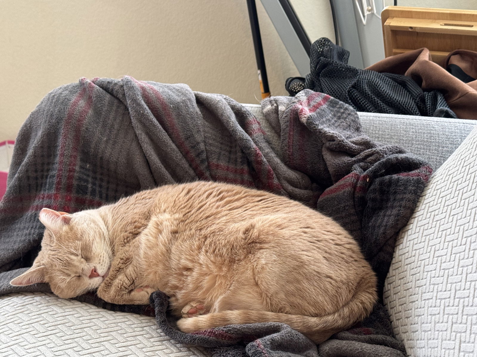 Mimi, an adoptable Domestic Short Hair in Aurora, CO, 80012 | Photo Image 3