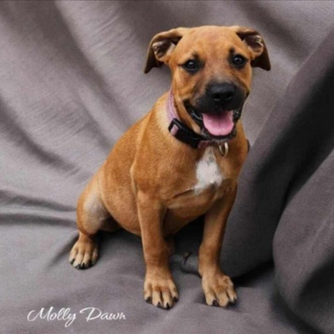 Molly Dawn, an adoptable Black Mouth Cur in Wadena, MN, 56482 | Photo Image 1