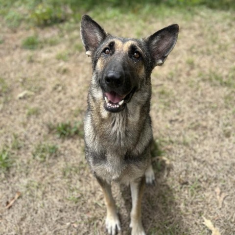 Beth, an adoptable German Shepherd Dog, Mixed Breed in Wadena, MN, 56482 | Photo Image 1