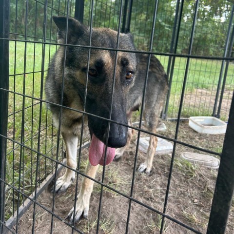 Beth, an adoptable German Shepherd Dog, Mixed Breed in Wadena, MN, 56482 | Photo Image 2