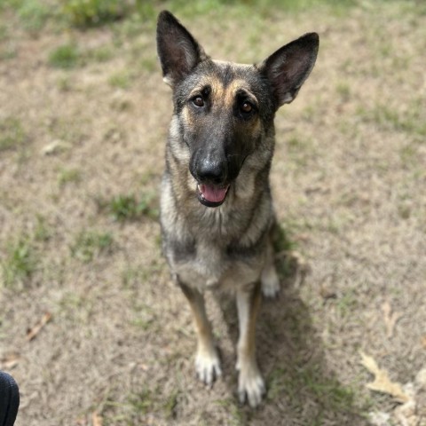 Beth, an adoptable German Shepherd Dog, Mixed Breed in Wadena, MN, 56482 | Photo Image 3