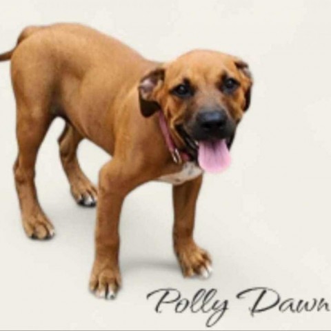 Polly Dawn, an adoptable Black Mouth Cur in Wadena, MN, 56482 | Photo Image 1